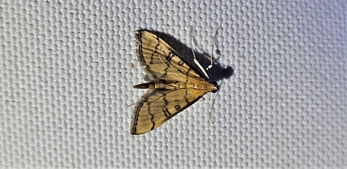 Hollow-spotted blepharomastix moth