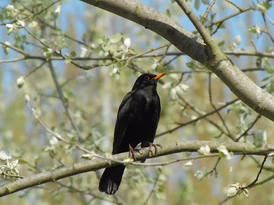 Il merlo di joysphoto