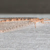 Antlion Lacewing