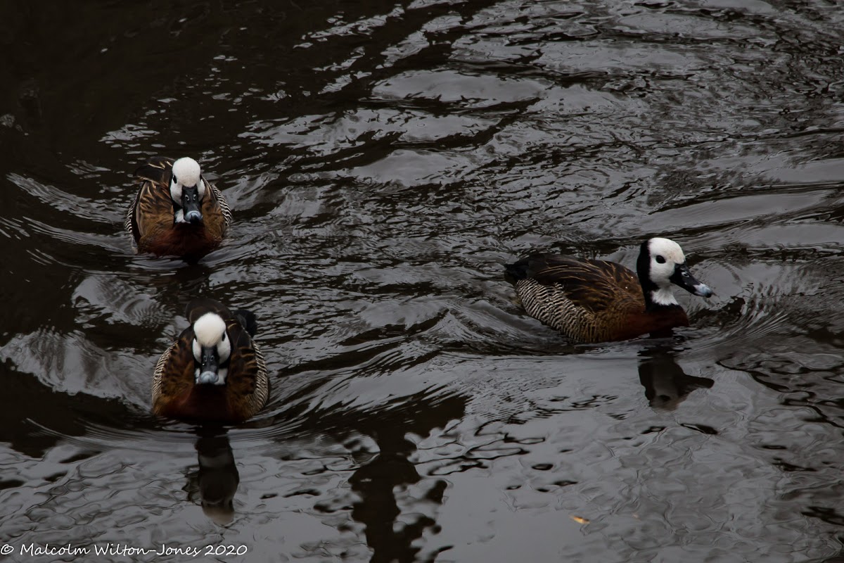 White-headed Duck