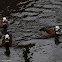 White-headed Duck