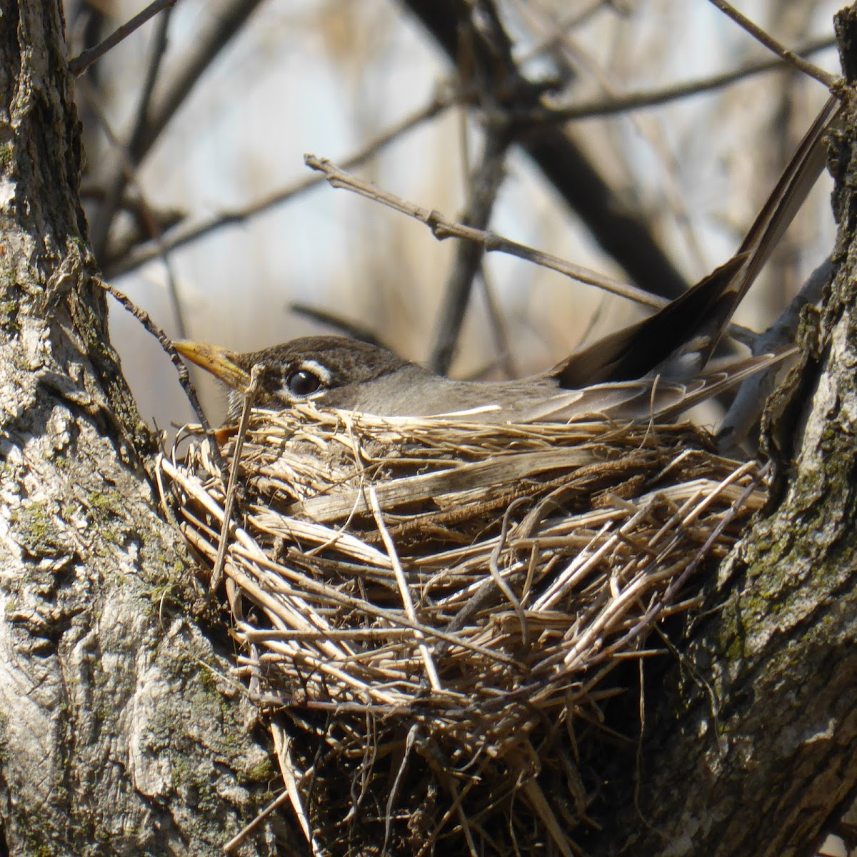 American Robin