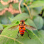 Transverse Hoverfly or Flowerfly