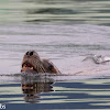 Steller Sea Lion