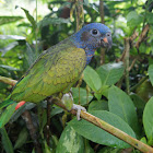 Blue-headed parrot