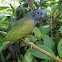 Blue-headed parrot