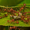 Weaver ants