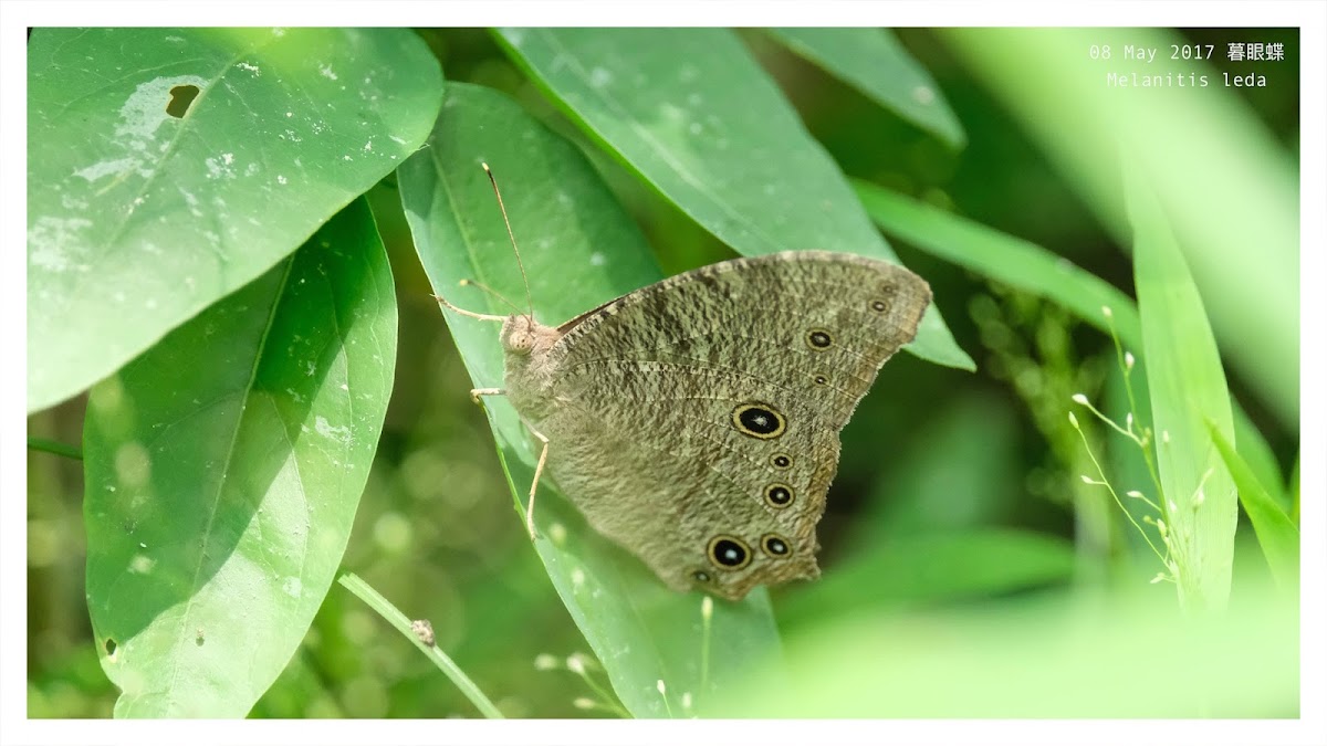 Melanitis leda 暮眼蝶