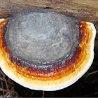 Red-banded Polypore