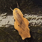 Brown Underwing Teulisna