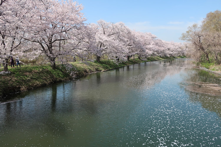 ロードスターのロードスター ・ND5RC・桜とコラボ・お城とコラボ・花筏に関するカスタム事例の投稿画像2枚目