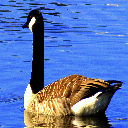 Goose Theme