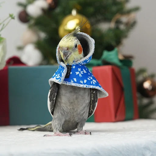 New Year Parrot Cloak Small Cloak Bird Clothes Double Thickened Cold Warm Xuanfeng Out Clothing Parrot Supplies