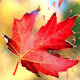 Maple Leaf New Tab Page HD Wallpapers Themes