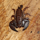 Australian Rainforest Scorpion