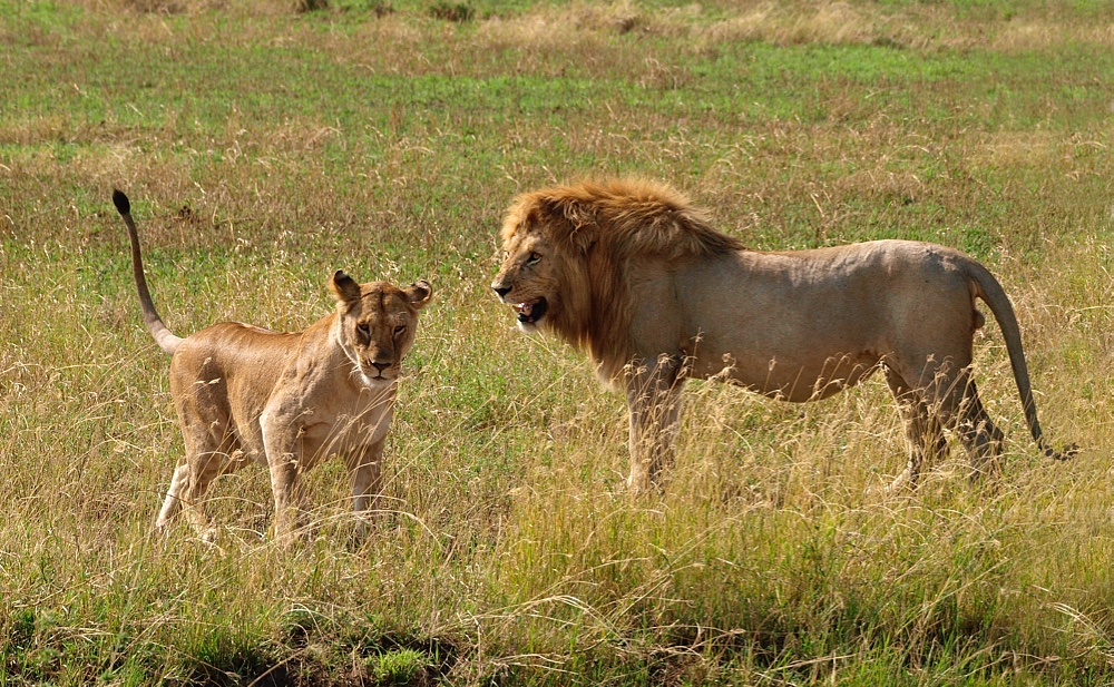 León (Lion)