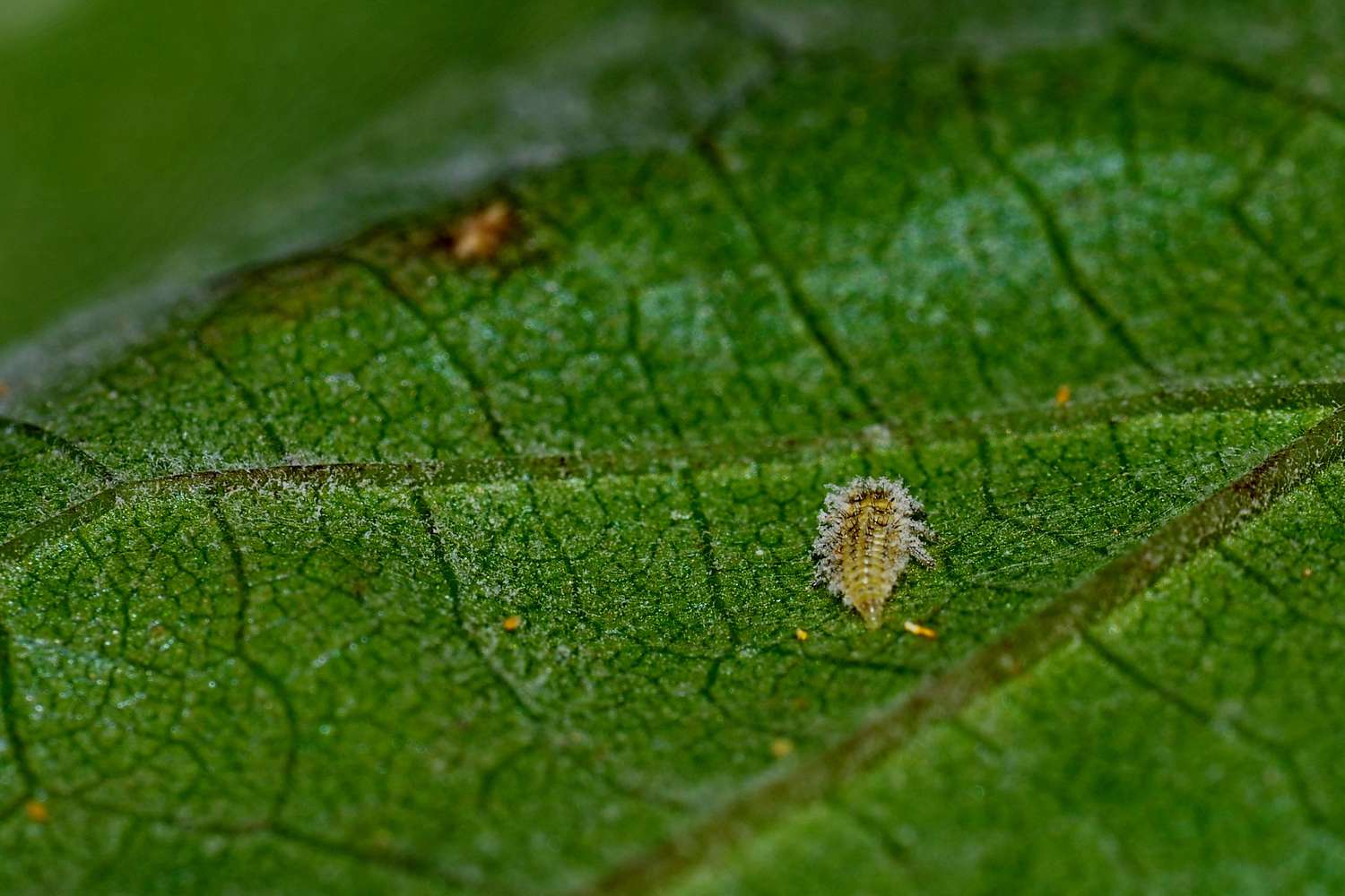 pests and diseases for pumpkin plants 