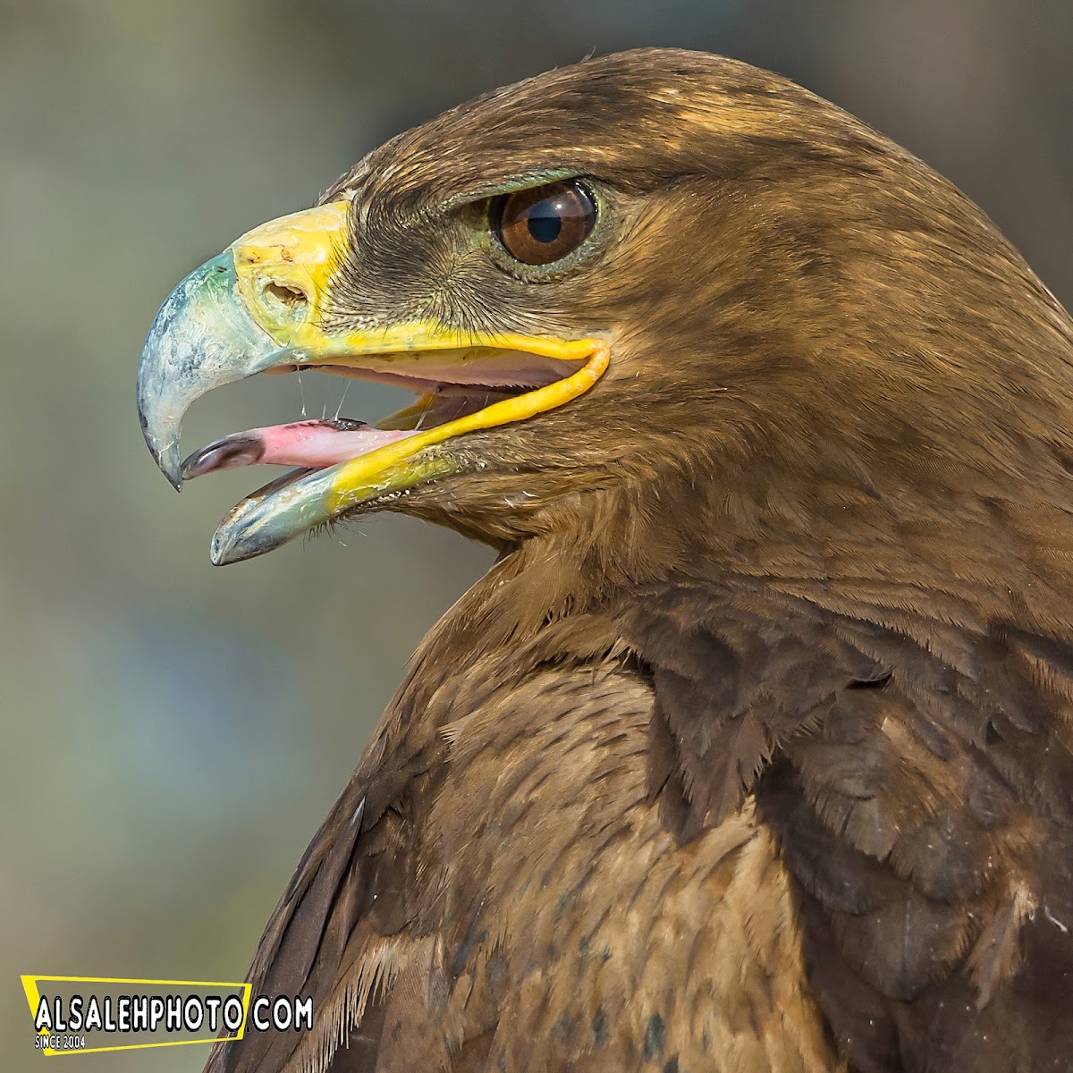 Steppe Eagle.