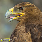 Steppe Eagle.