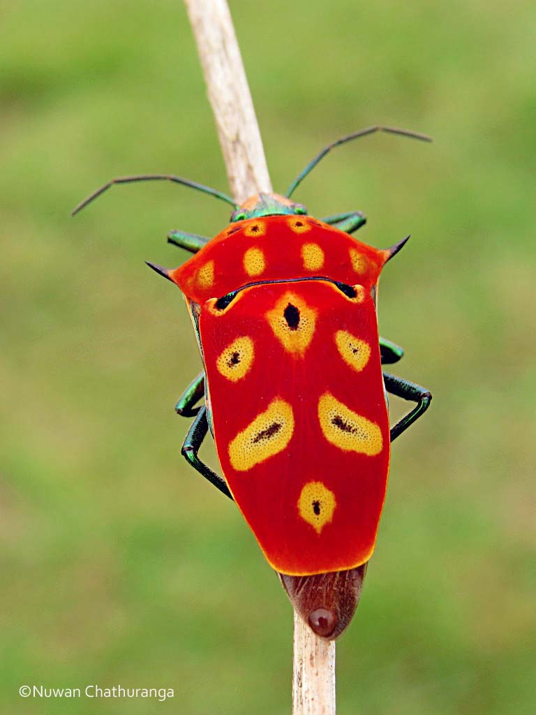 Mallotus shield bug