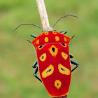 Mallotus shield bug