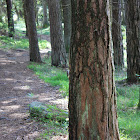 Eurasian Treecreeper