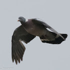 Woodpigeon