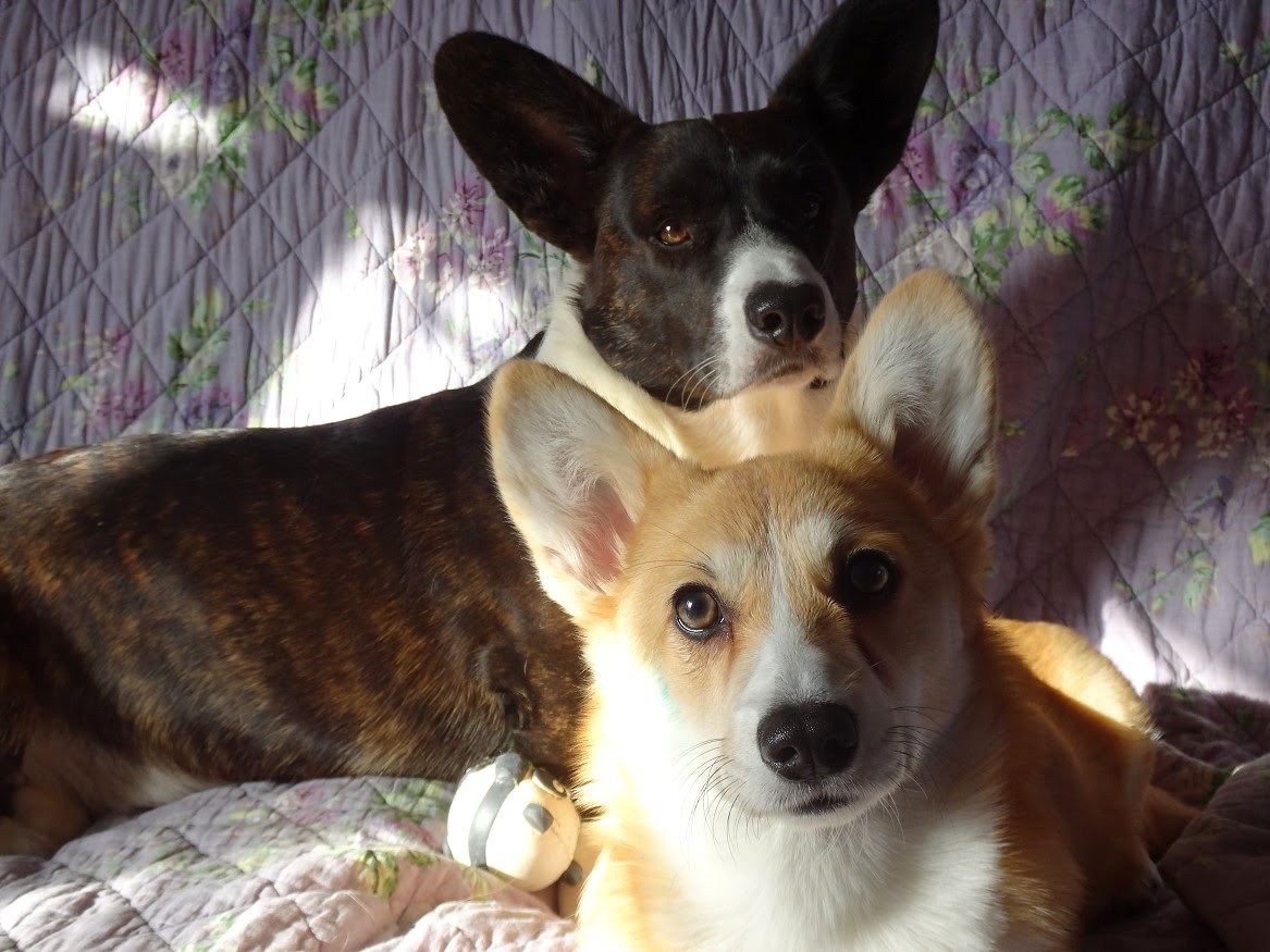 Florence et ses Welsh Corgis YDiq5_-AaMccxbaAu_0_0Xg4fOU7gJWNud1uyARx-YtU_PKtR6GOV49_Cq1V169mSQppOjv-XP1po0sJxe4eA7uHRZGJGoUkEP_SnbBEMI6S5xGKgPg5k6XnnpS1k8CcTrIHGojLkX6pr9l9ylXPbX4HxGL0KjskbjJk1ExyczY4vqYlJ1n_UrWUNXHmgZlhY6b4sDKyPbeCROePsG6ubH9Mk9wjkSq_m4sukESRJS9fR858z30TfxGe-pZhbtDrrovGnI9IzvymNQkDLRjpLLVoCWQnCoIZ0BxABQze8TSBIl5Aef9kdDFCTzJYxkZhhYQrCvuEZ1JGigK5GukoeP-XdNJ8Gdsu9eLnojaykPY2G6MrBmhh33rS5yJW9PtDVaSmTAJe5YnIKKa3bveP9VfyIxRE8jHAtz5WD0H_5O7cwsOP1v3tLv8HMadyAJ9nE8bLVvKznPP2m8_xXlyoLhdExZbrQExmdD0Qp79DXZMbQE24mjK0ILvpRo2BAnaP5aD8hmcf1IXLppFHJsI0CaB2NrbEaUPuvJPnS0UVtyF8lYZC6ncBzeAKNlglvAapH4dwfO0jdQKLmJTilok36wIeiWvkyCE8dh7wbfqo1MZgbE6u9MHf3xoZ6bFv2ugtilCLAmQaqeCGVDJjuszxgzQ8nV5NmiNaPNDvPX0PZMA=w1167-h875-no