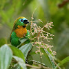 Brassy-breasted Tanager