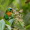 Brassy-breasted Tanager