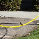 American Robin