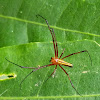 Lean Lynx spider