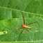 Lean Lynx spider