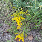 Gray Goldenrod