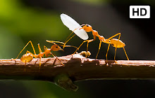 Ants HD Wallpapers New Tab Theme small promo image