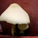 Flowerpot Parasol