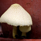 Flowerpot Parasol