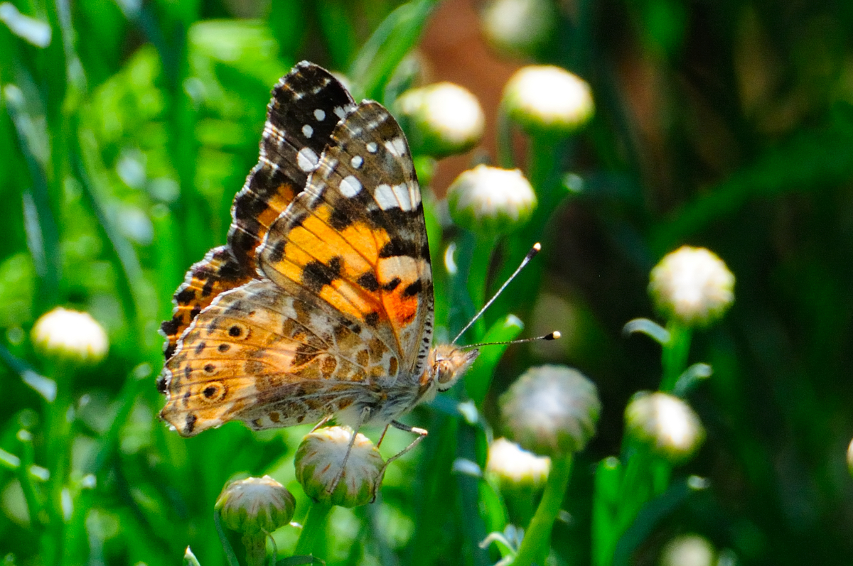 Painted Lady; Vanesa de los Cardos