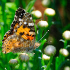 Painted Lady; Vanesa de los Cardos