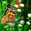 Painted Lady; Vanesa de los Cardos