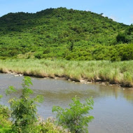 開門見山樹屋咖啡