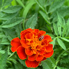 Mexican Marigold