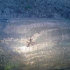 Mravi