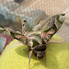 Oleander Hawk-Moth