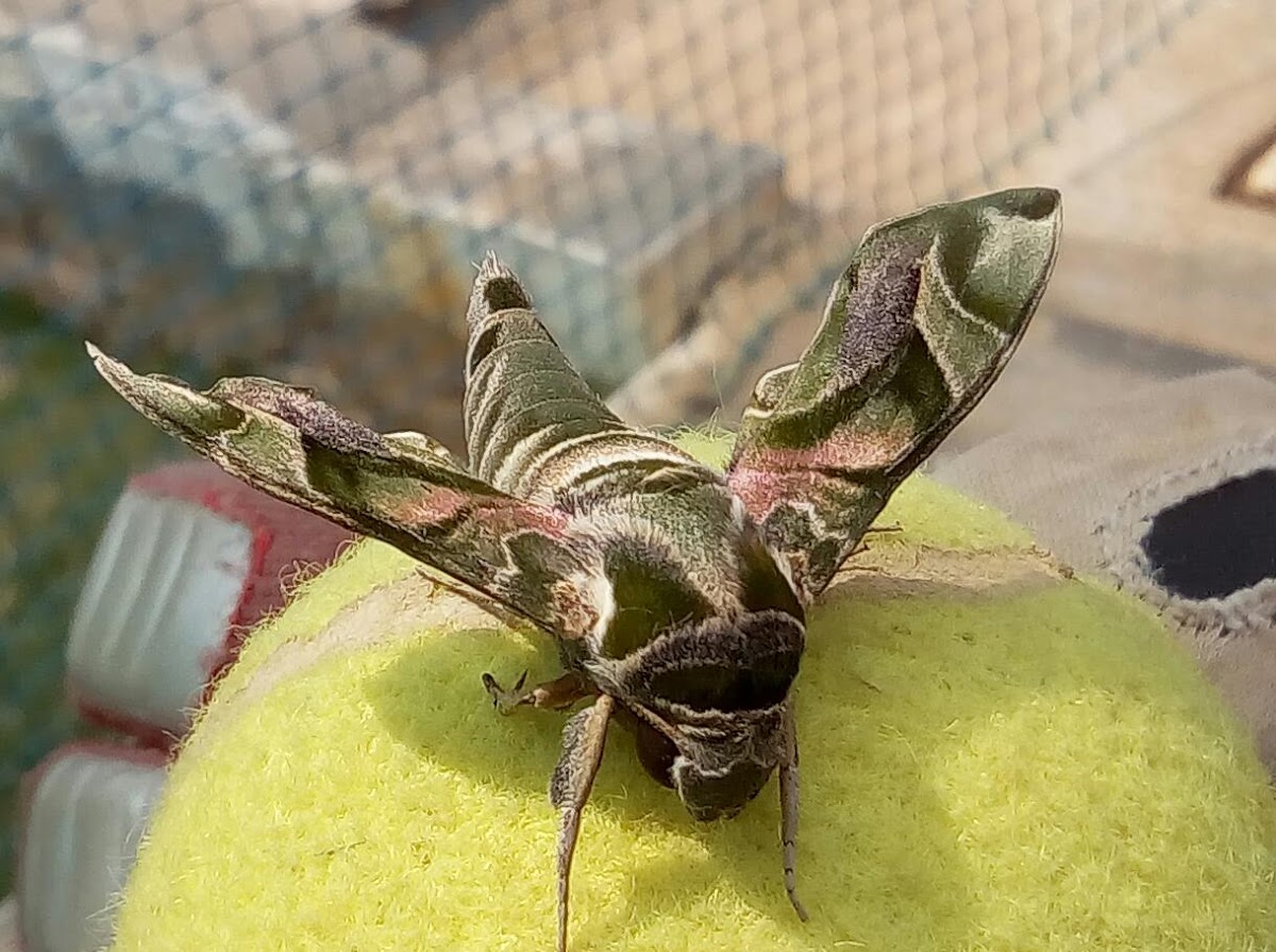 Oleander Hawk-Moth