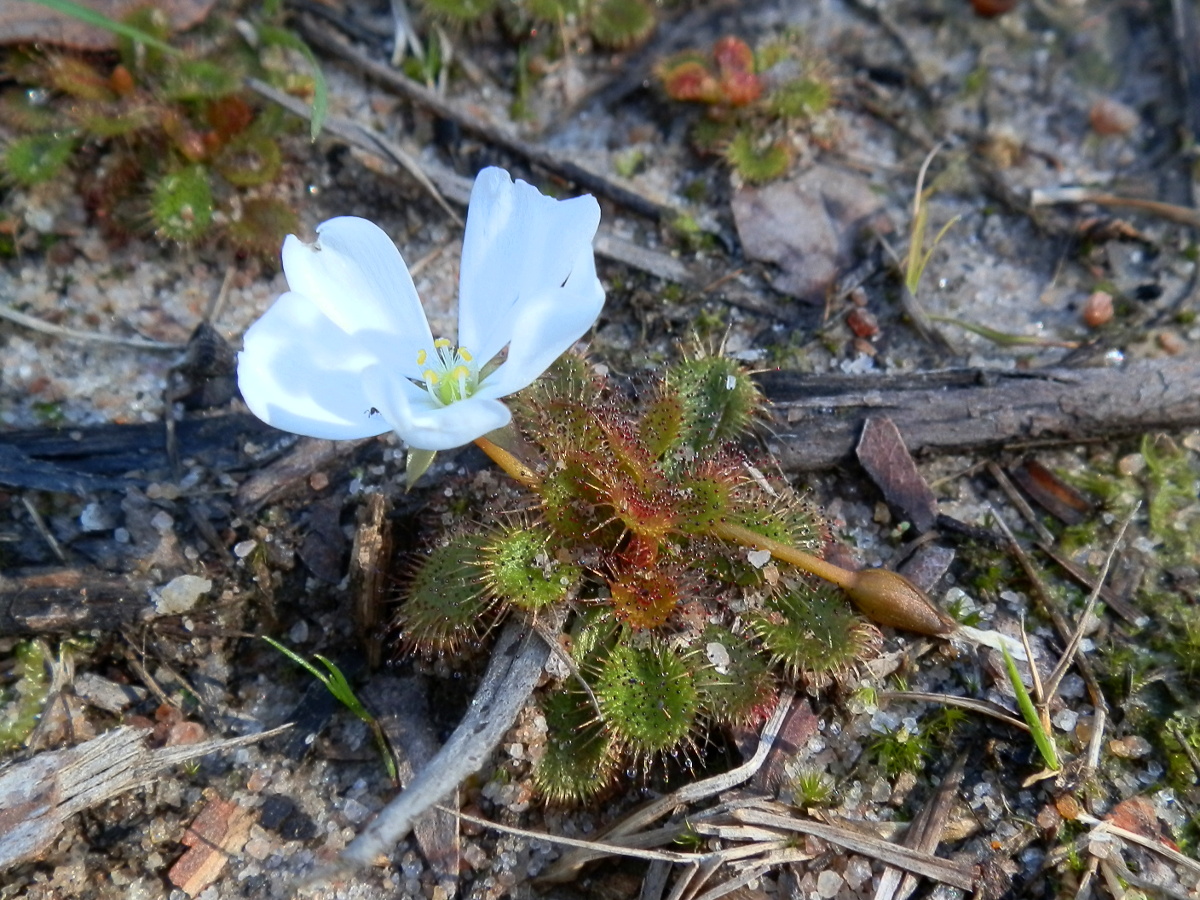 Scented Sundew