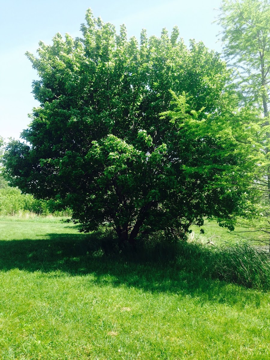 Shagbark Hickory