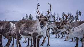 The Land of Snow and Ice thumbnail