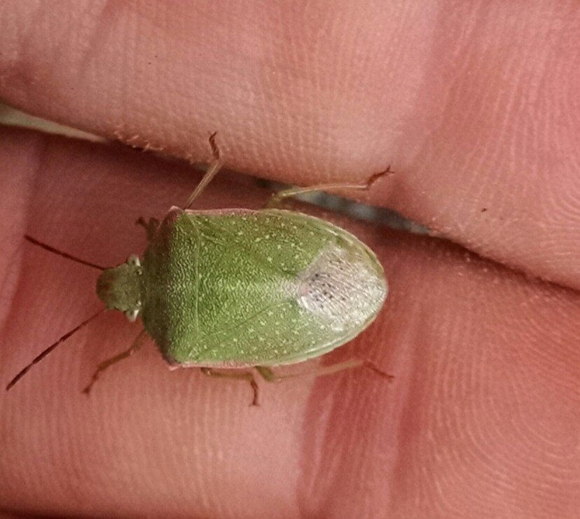 Red-shouldered Stink Bug