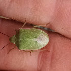 Red-shouldered Stink Bug